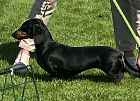 Tvååker 12 juli 2025 Tvååker 12 juli 2025